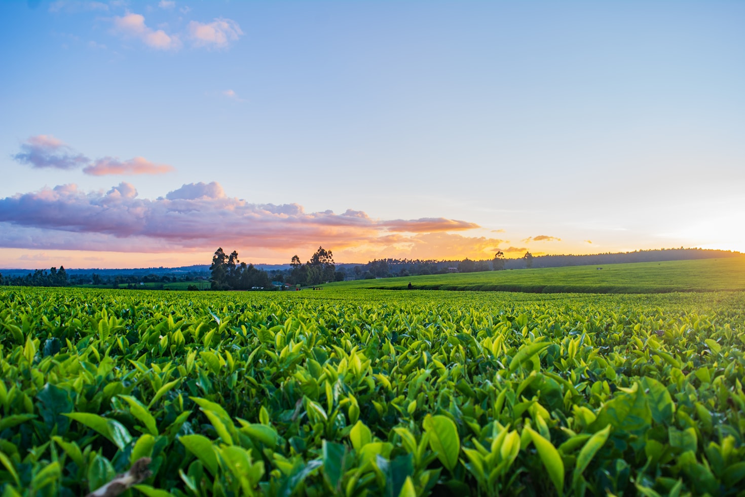 Tobacco Processing