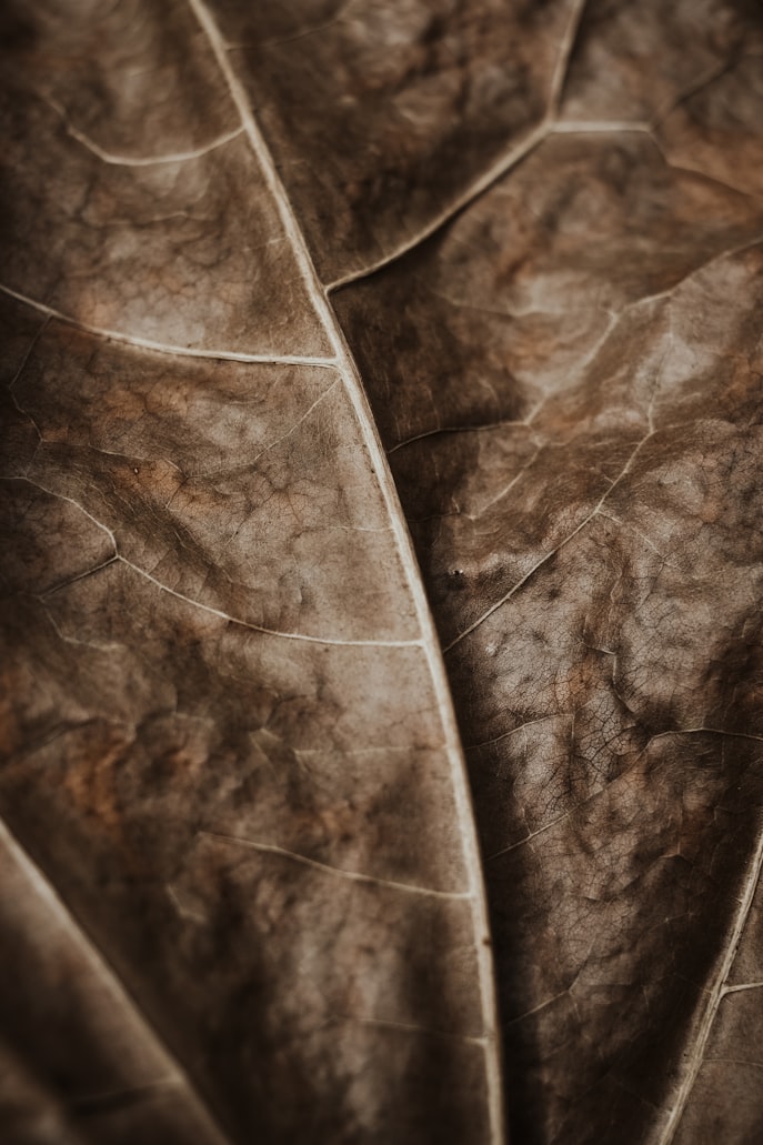 Tobacco Export